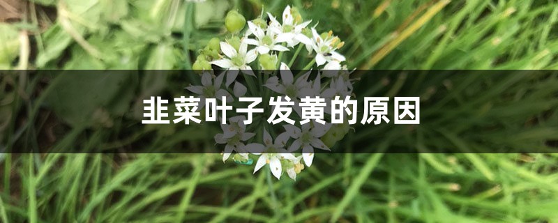 韭菜葉子發(fā)黃的原因，韭菜葉子發(fā)紅還能吃嗎