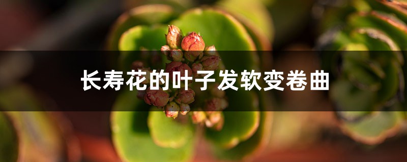 長(zhǎng)壽花的葉子發(fā)軟變卷曲，修剪方法圖解