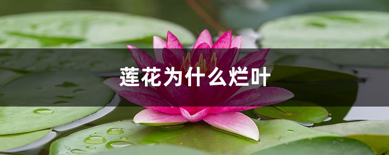 蓮花為什么爛葉，爛葉怎么辦