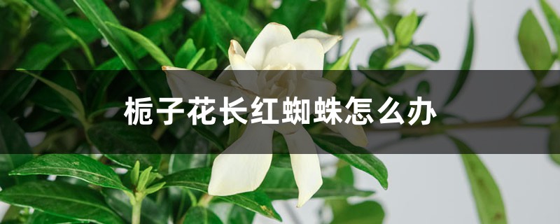 梔子花長紅蜘蛛怎么辦