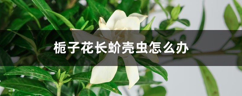 梔子花長(zhǎng)蚧殼蟲怎么辦