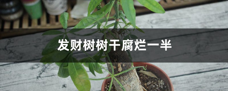 發(fā)財(cái)樹(shù)樹(shù)干腐爛一半怎么救活