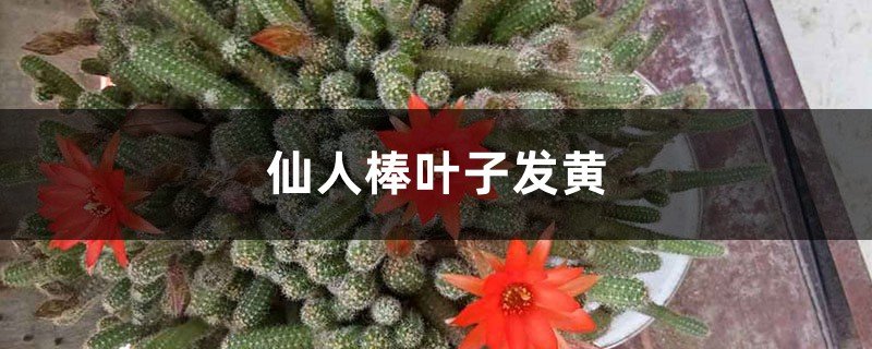 仙人棒黃葉的原因及處理辦法