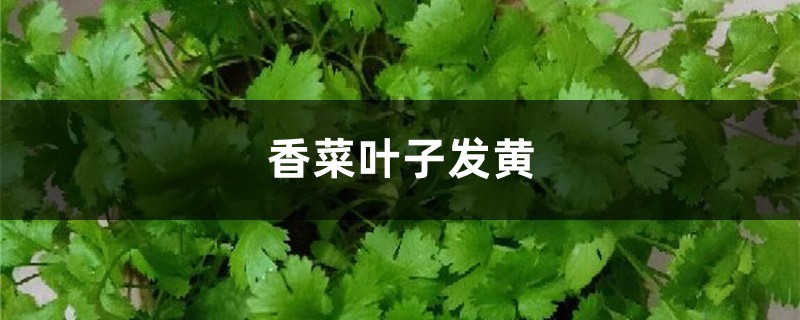 香菜黃葉的原因和處理辦法