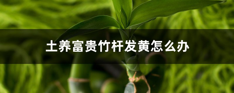 土養(yǎng)富貴竹桿發(fā)黃怎么辦，桿黃了會(huì)變綠嗎