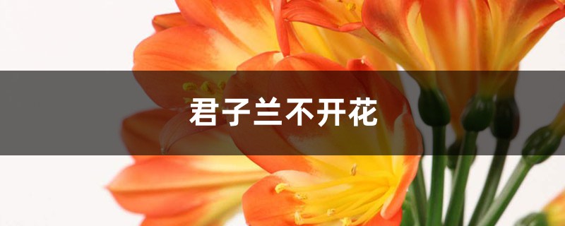 君子蘭不開花是什么原因，需要怎么處理