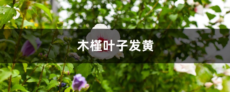 木槿黃葉的原因和處理辦法