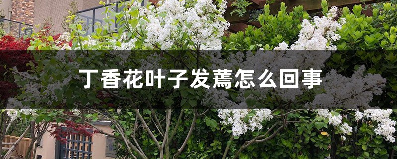 丁香花葉子發(fā)蔫怎么回事，葉子發(fā)蔫怎么辦