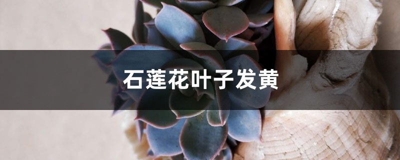 石蓮花黃葉的原因和處理辦法