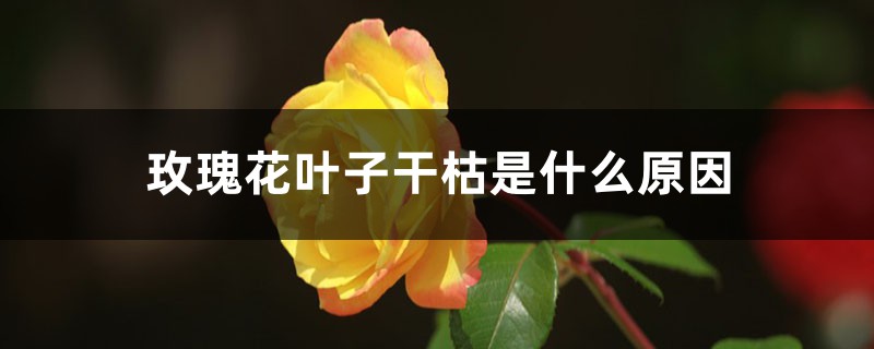 玫瑰花葉子干枯是什么原因，葉子黃了是什么原因