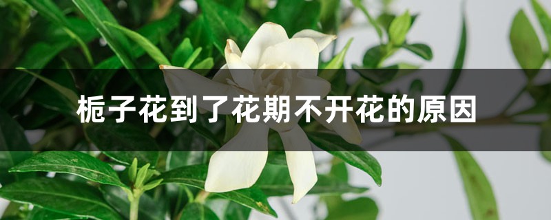 梔子花到了花期不開花的原因，怎么促使開花