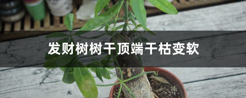 發(fā)財(cái)樹樹干頂端干枯變軟怎么辦，可以鋸掉嗎