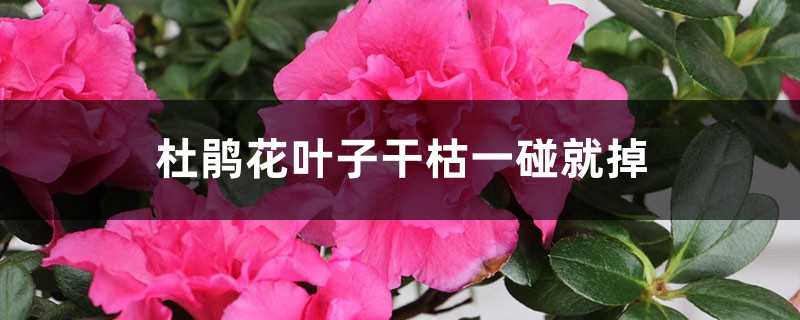 杜鵑花葉子干枯一碰就掉怎么辦