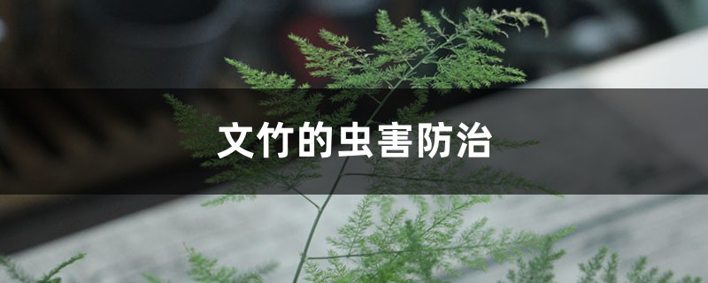 文竹的蟲(chóng)害防治