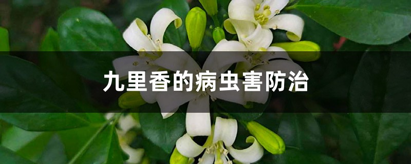 九里香的病蟲害防治