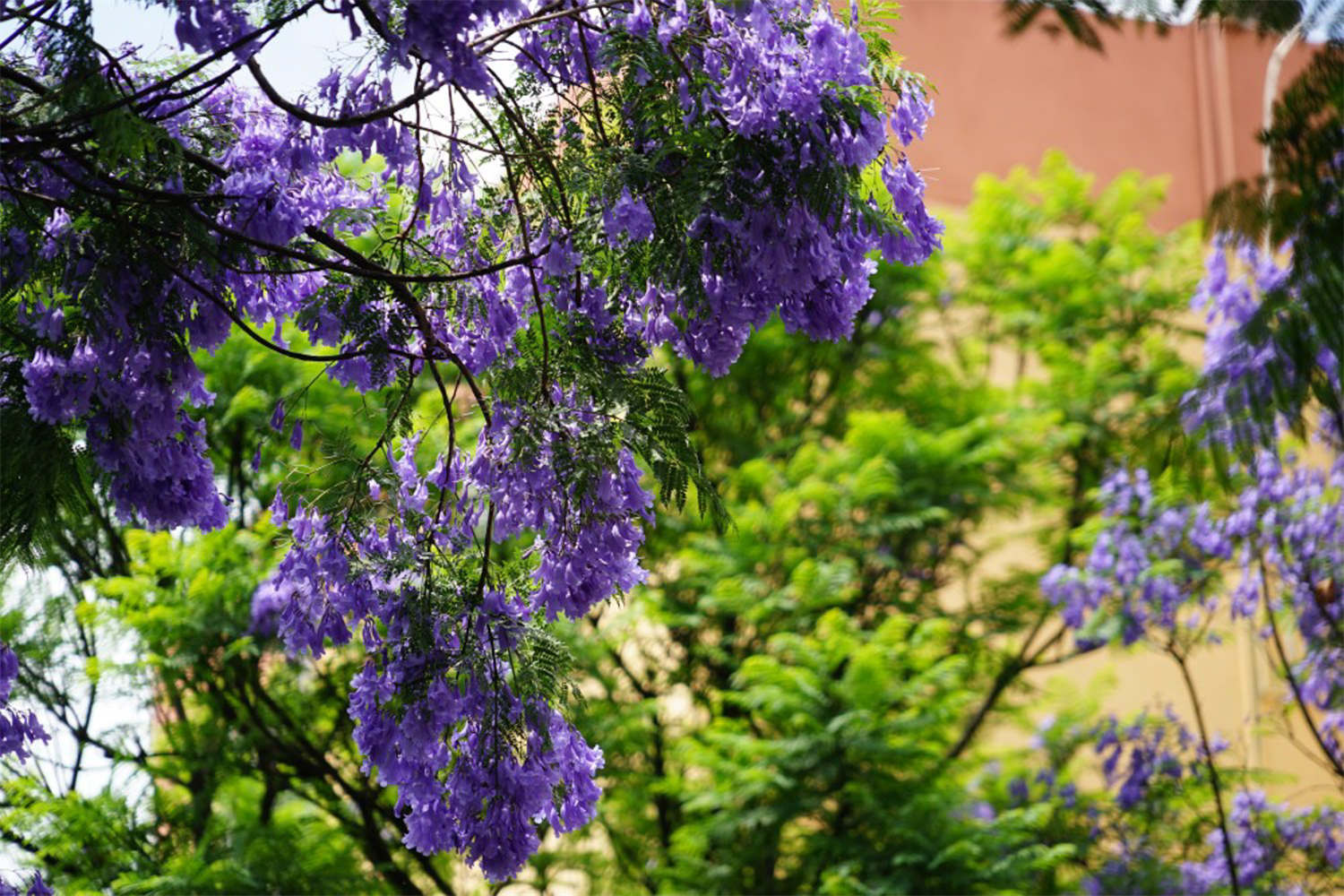 藍(lán)花楹