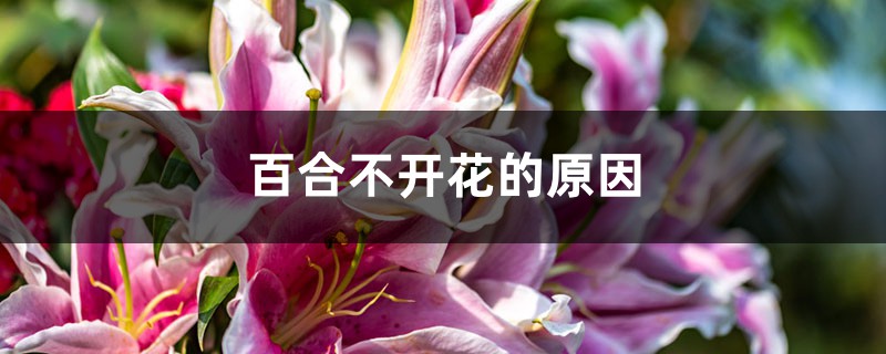 百合不開花的原因，不開花怎么辦