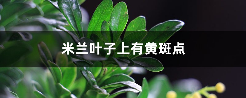 米蘭葉子上有黃斑點(diǎn)，米蘭葉子黃是怎么回事