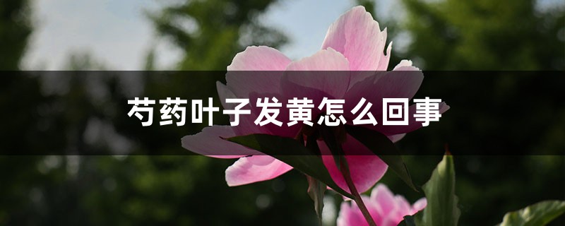 芍藥葉子發(fā)黃怎么回事，芍藥葉子枯萎