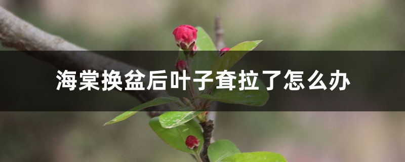 海棠換盆后葉子耷拉了怎么辦，換盆后怎么護(hù)理