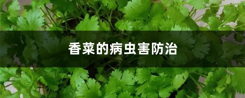 香菜的病蟲(chóng)害防治