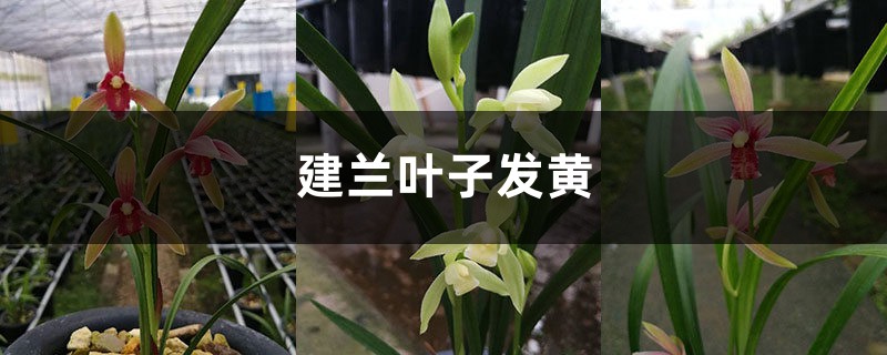 建蘭黃葉的原因和處理辦法