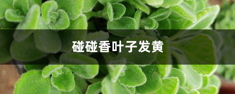 碰碰香黃葉的原因和處理辦法