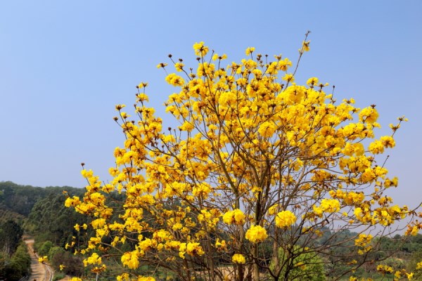 黃花風(fēng)鈴木的病蟲害防治