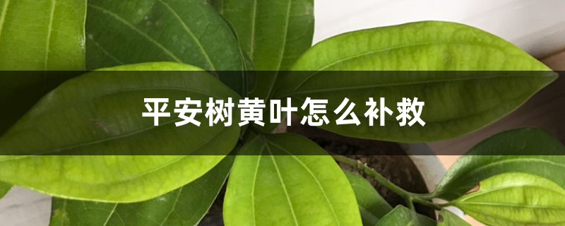 平安樹(shù)黃葉的原因和處理辦法