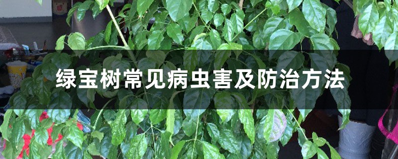 綠寶樹(shù)常見(jiàn)病蟲(chóng)害及防治方法