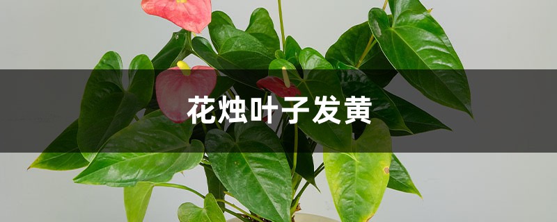 花燭黃葉的原因和處理辦法