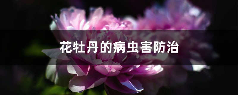 花牡丹的病蟲(chóng)害防治