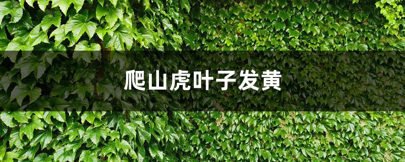 爬山虎黃葉的原因和處理辦法