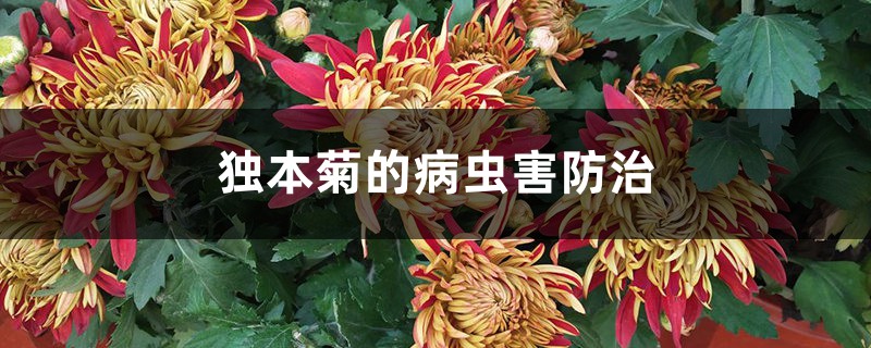 獨(dú)本菊的病蟲害防治