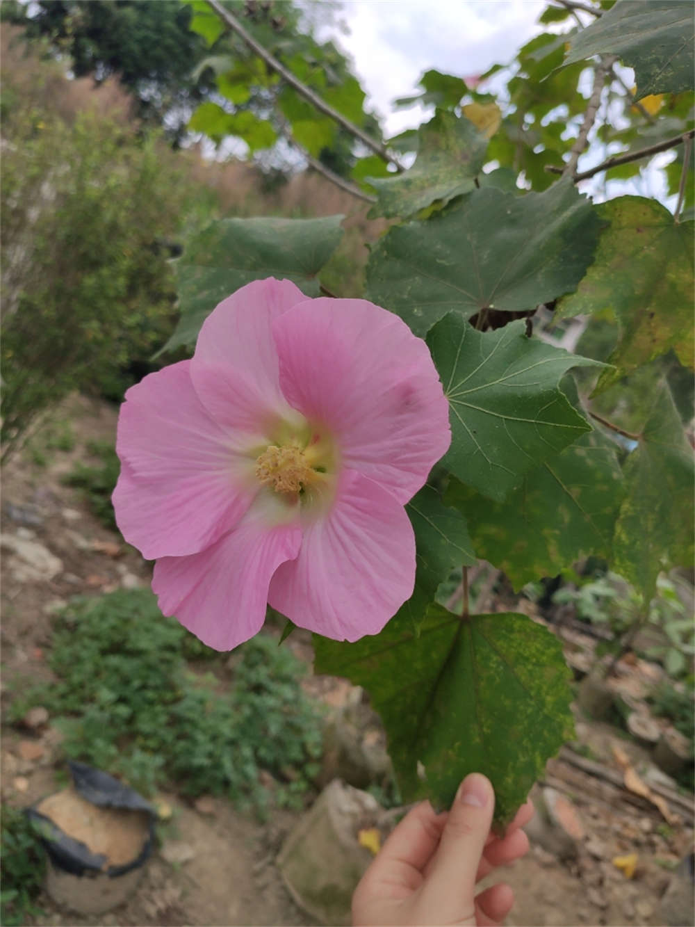 木芙蓉花圖片