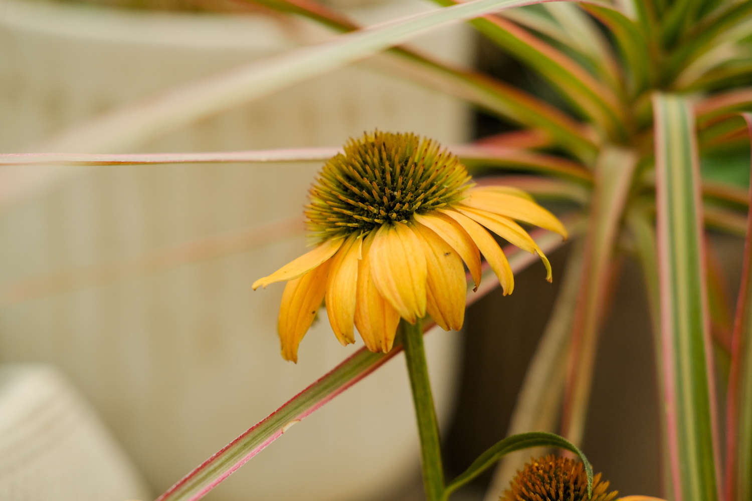 松果菊圖片