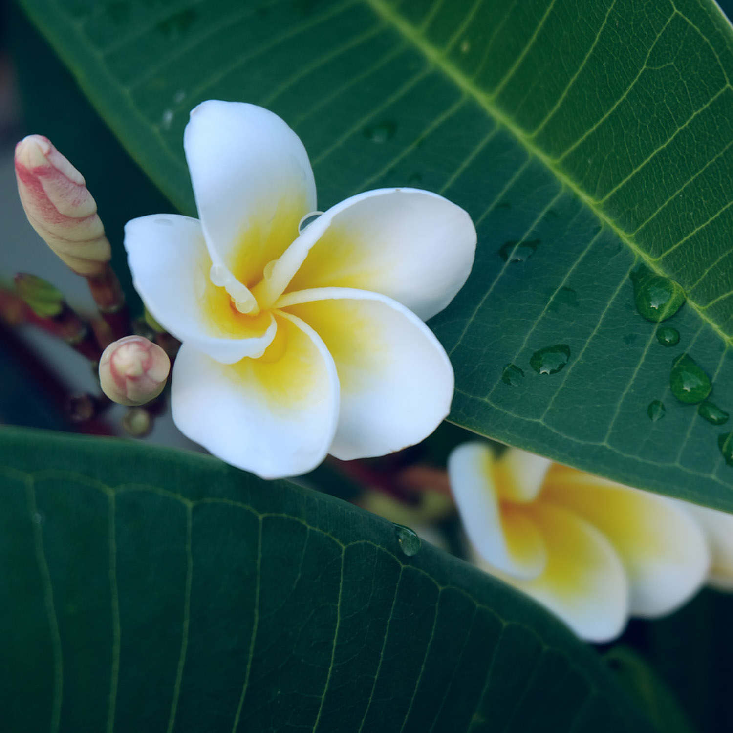 雞蛋花圖片