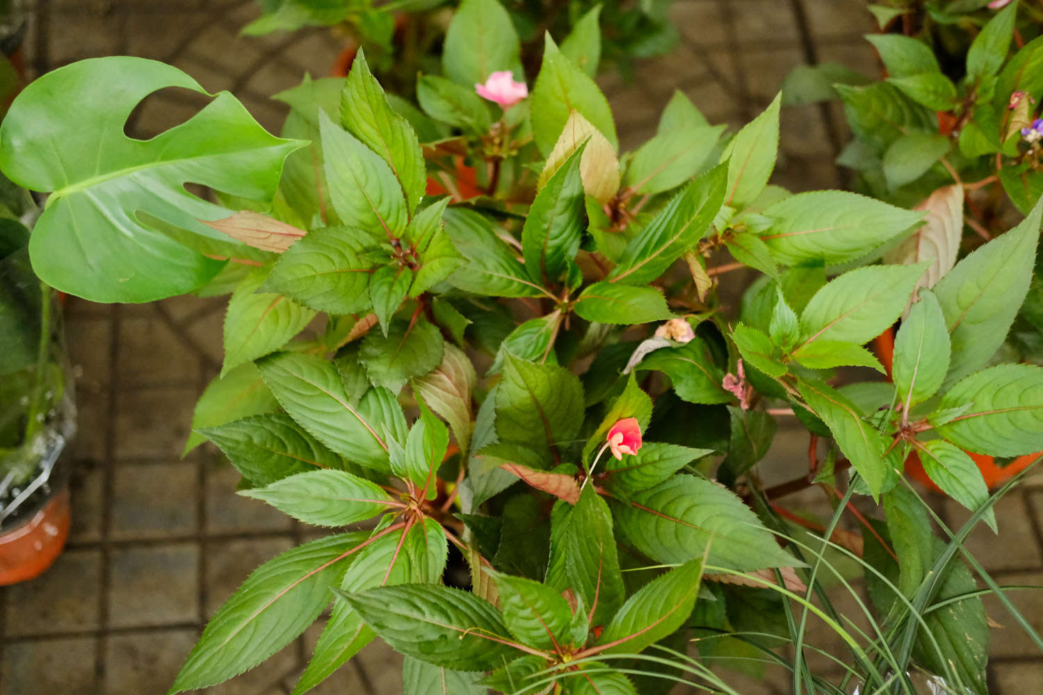 鳳仙花圖片