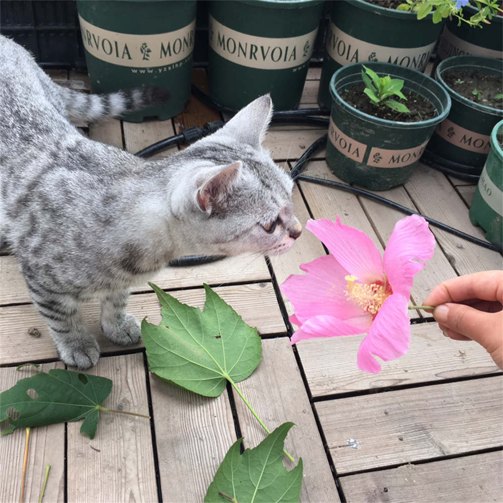 木芙蓉花圖片