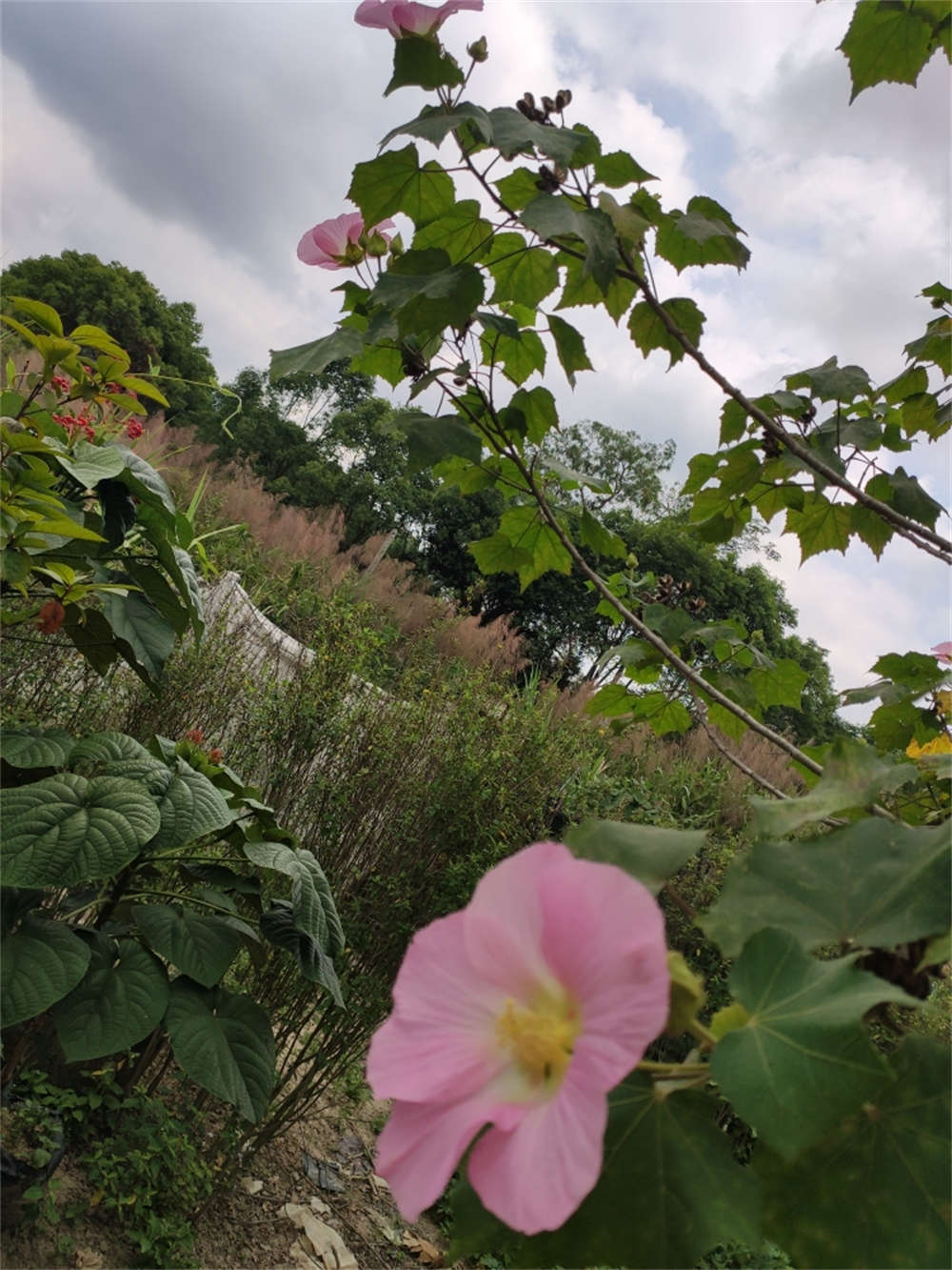 木芙蓉花圖片