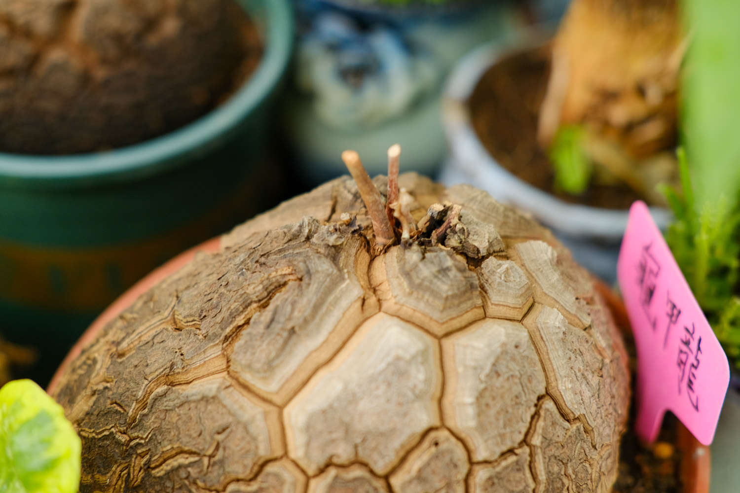 龜甲龍圖片