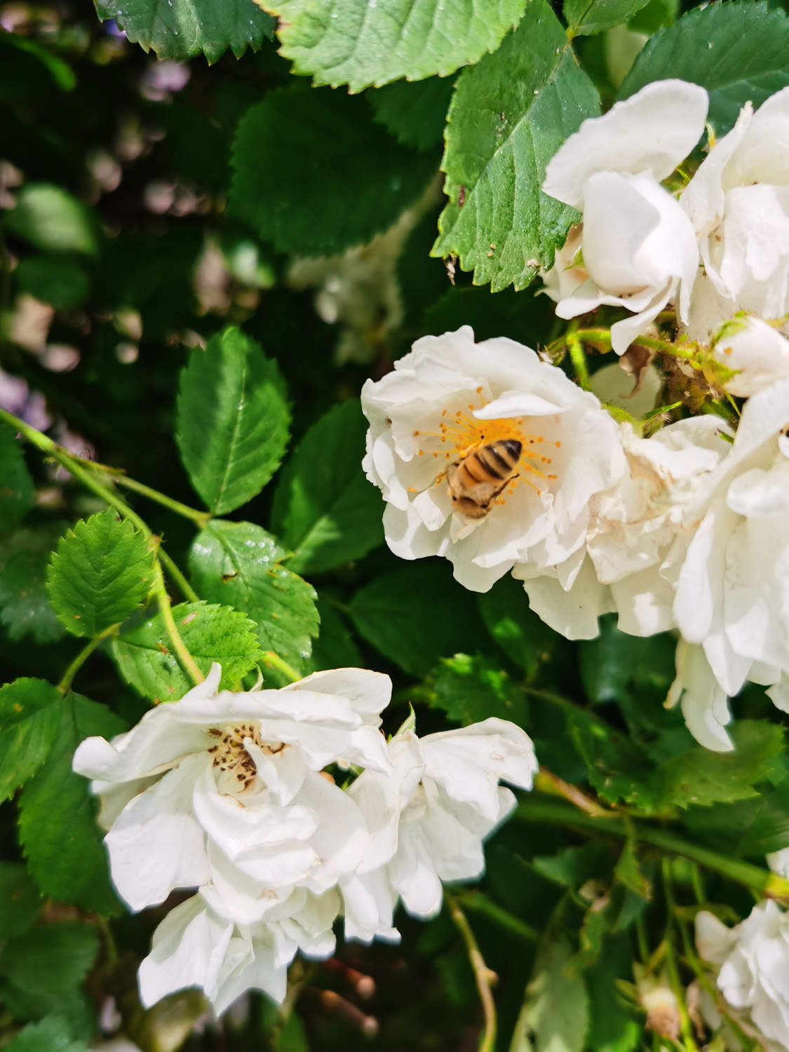 白薔薇圖片