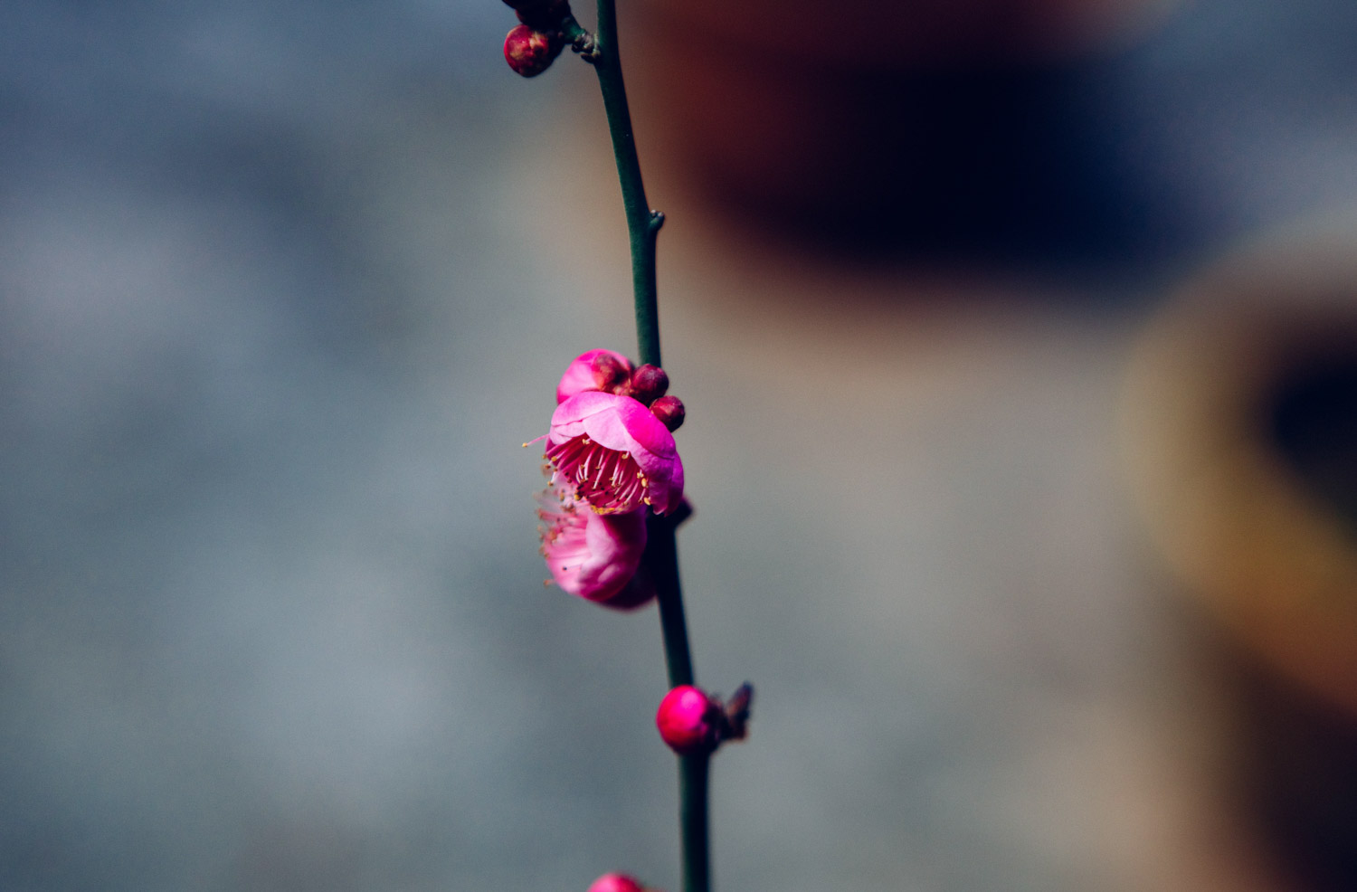 梅花盆景圖片