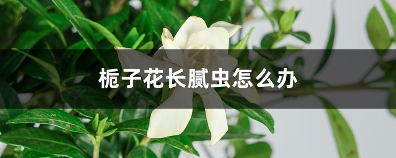 梔子花長膩蟲怎么辦