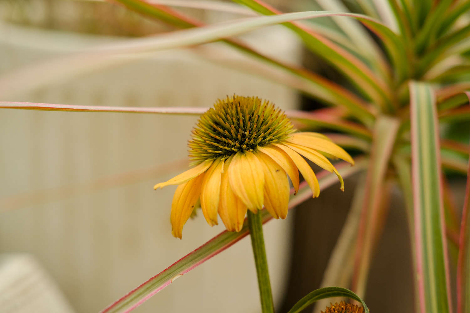 松果菊圖片2