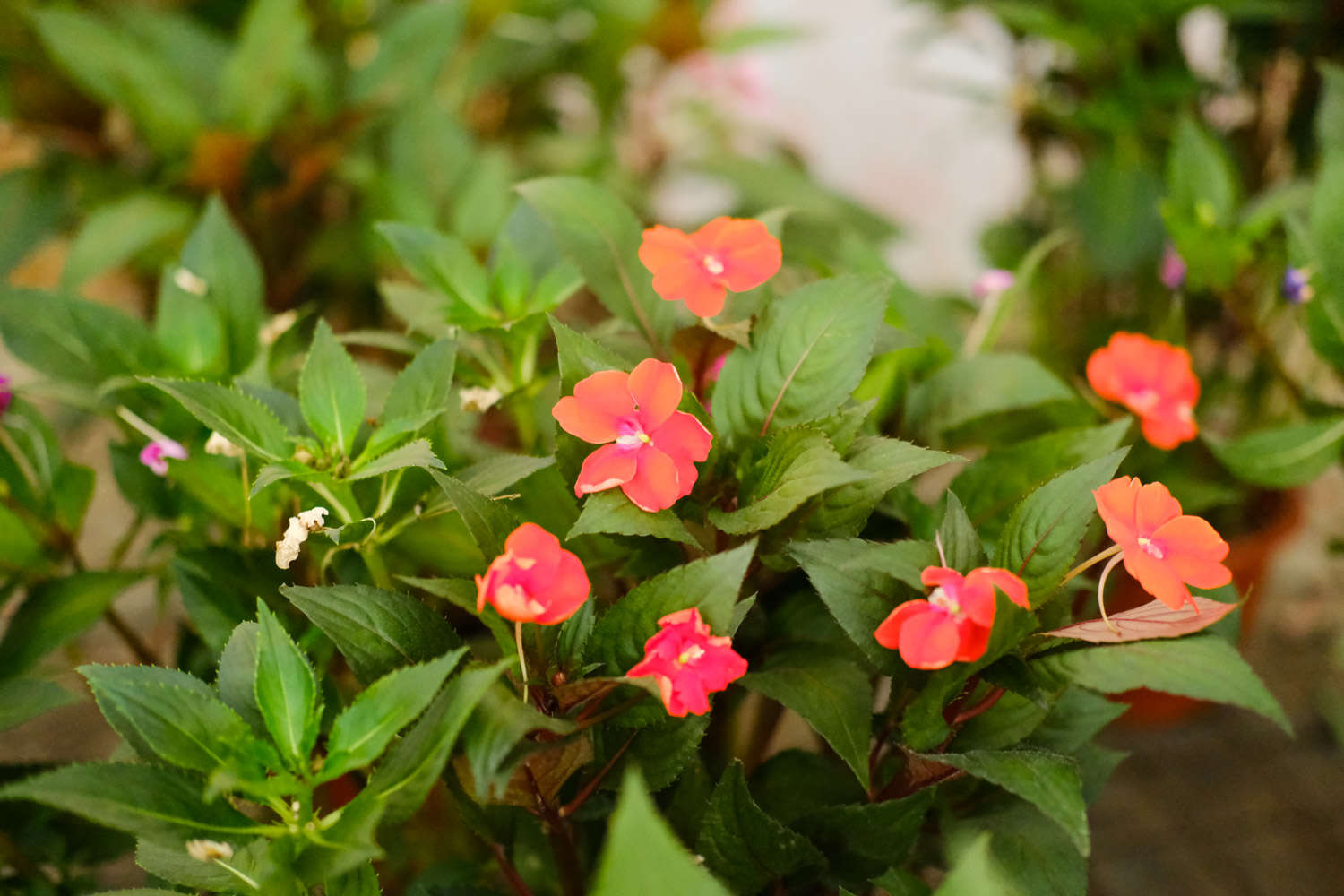 鳳仙花圖片