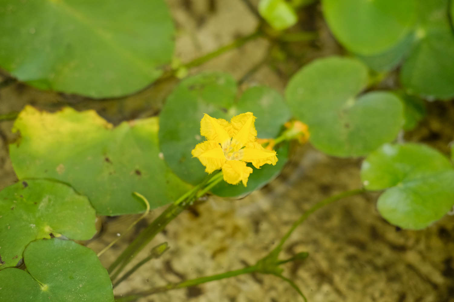 荇菜圖片