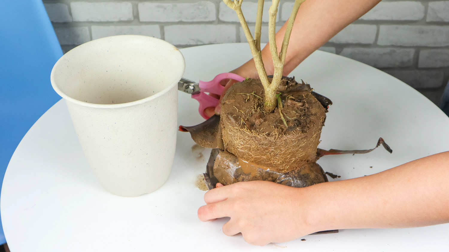 狗牙花圖片