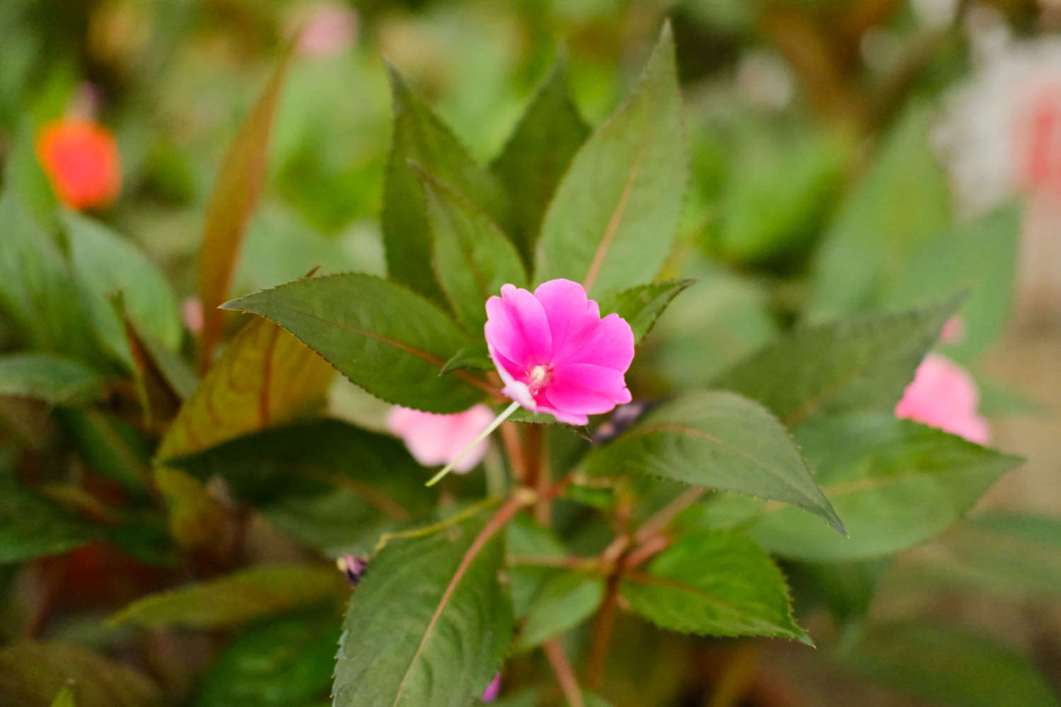 鳳仙花圖片