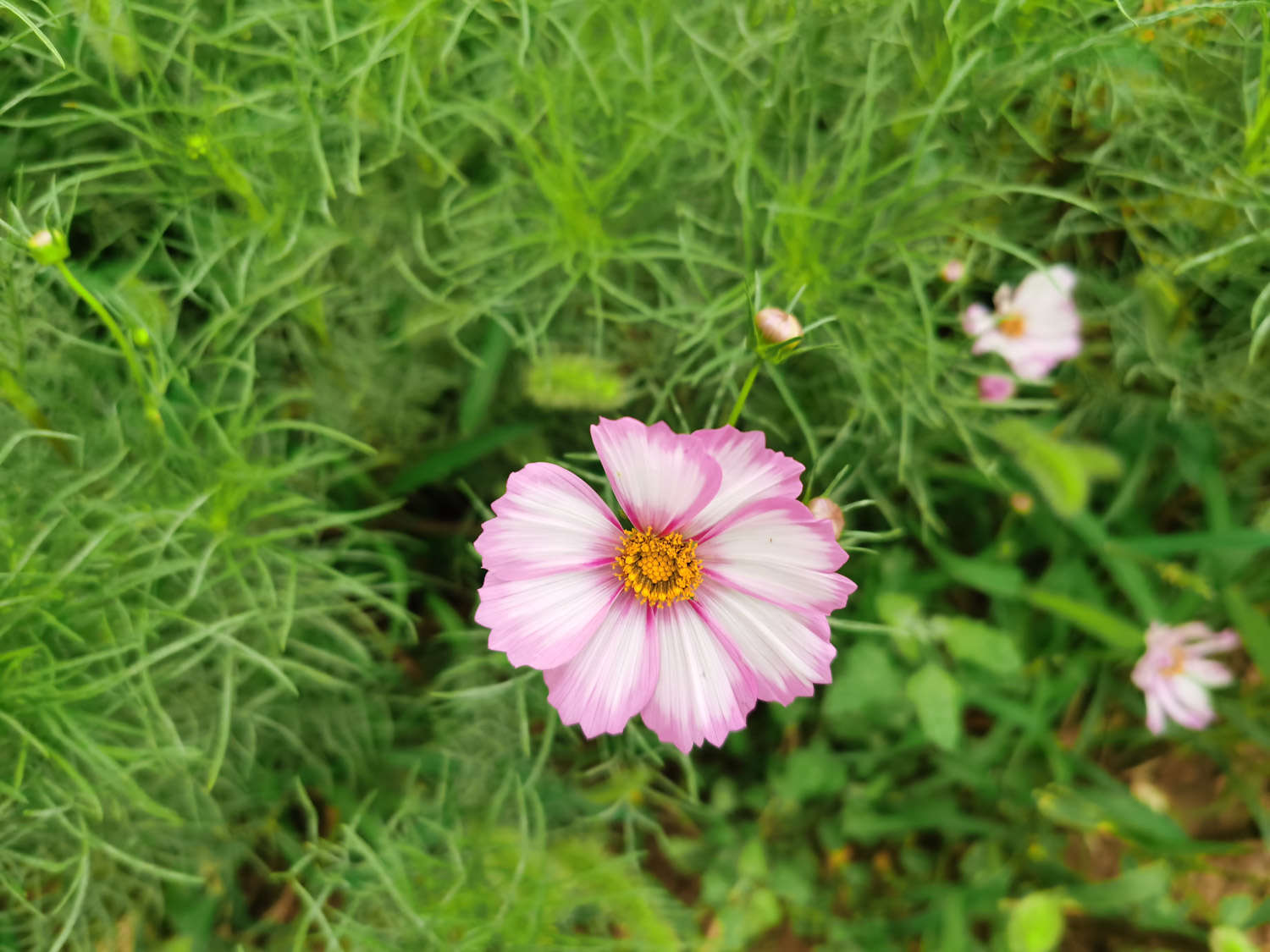 波斯菊圖片